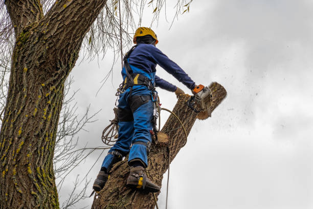 Best Tree Removal  in Patterson, LA